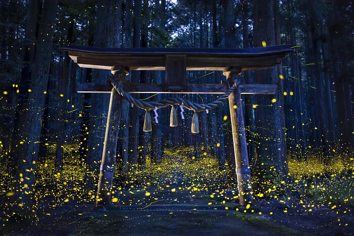 Torii gate surrounded by fireflies in a dense forest; awarded at Budapest International Foto Awards 2024.
