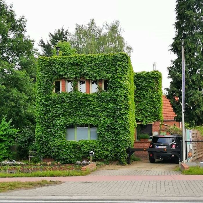 House covered entirely in leafy vines, resembling a green cube with windows, showcasing hilariously bad architecture.