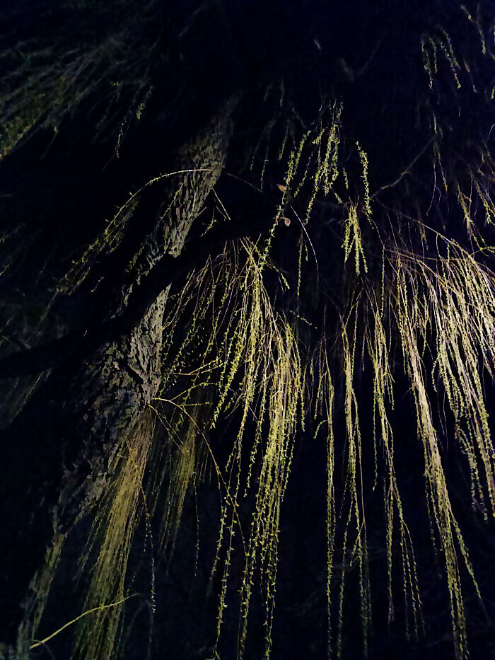 Weeping Willow