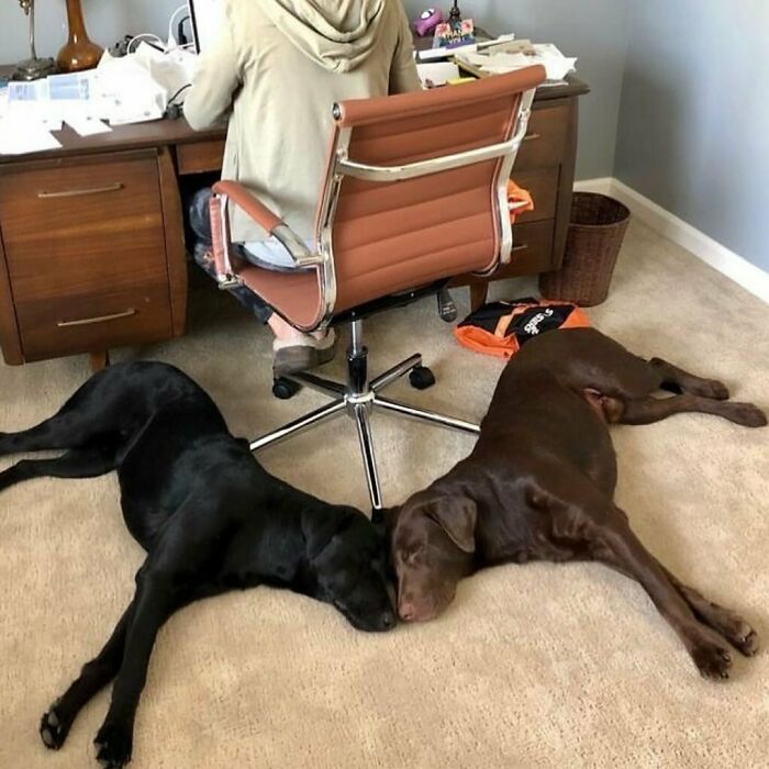 Two dogs laying on the carpet with heads touching, next to a person sitting at a desk. Funny context-less scene.