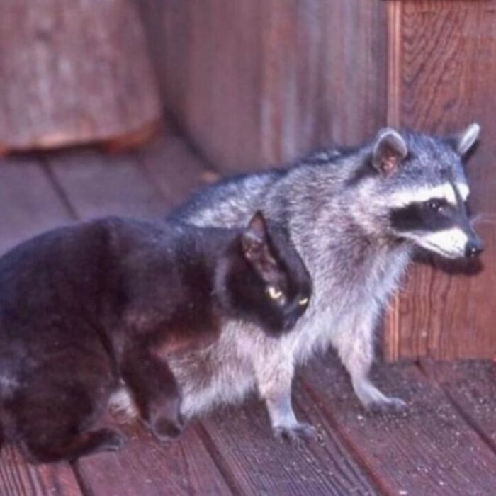 Confusing and funny photo of a black cat standing closely next to a raccoon on a wooden deck.