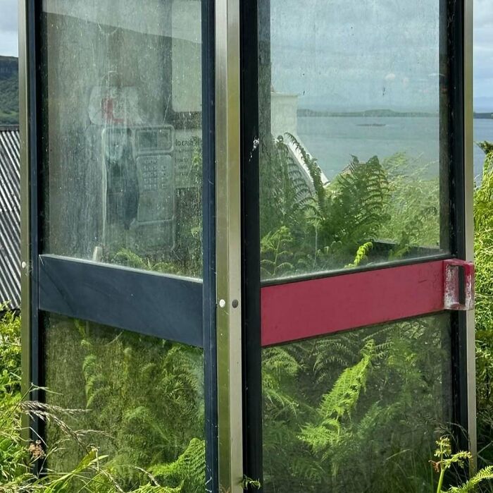 Unique garden with ferns inside a phone booth by the sea.