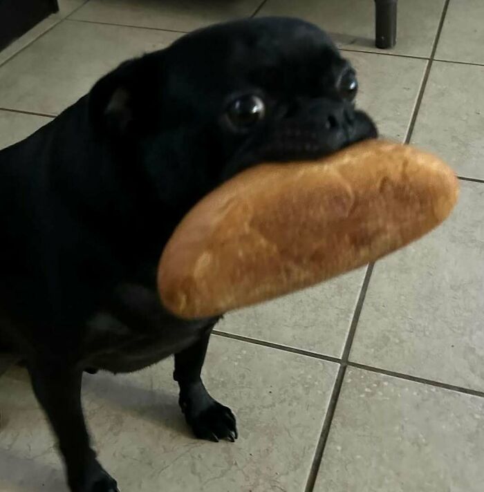 Funny photo of a black pug holding a loaf of bread in its mouth on a tiled floor.