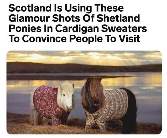 Funny-Relatable-Ig-Animal-Memes