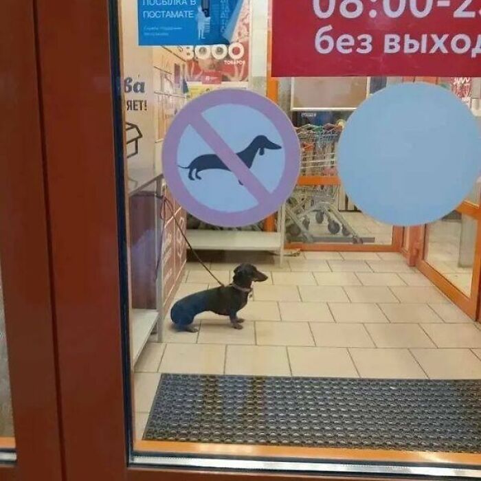 Dachshund inside store under no dogs sign, creating a funny and confusing scene.