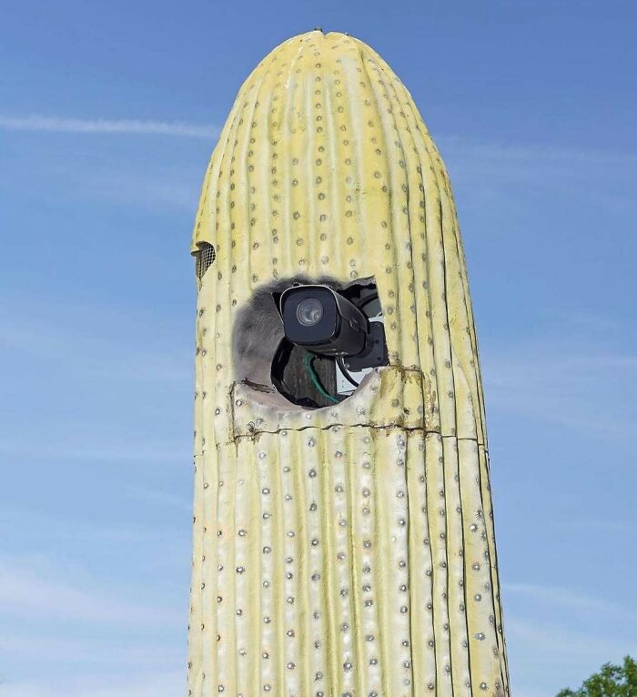 Unique garden decoration featuring a large cactus sculpture with a camera inserted into it, under a clear blue sky.