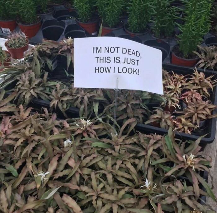 Unique garden sign among quirky plants reads, "I'm not dead, this is just how I look."