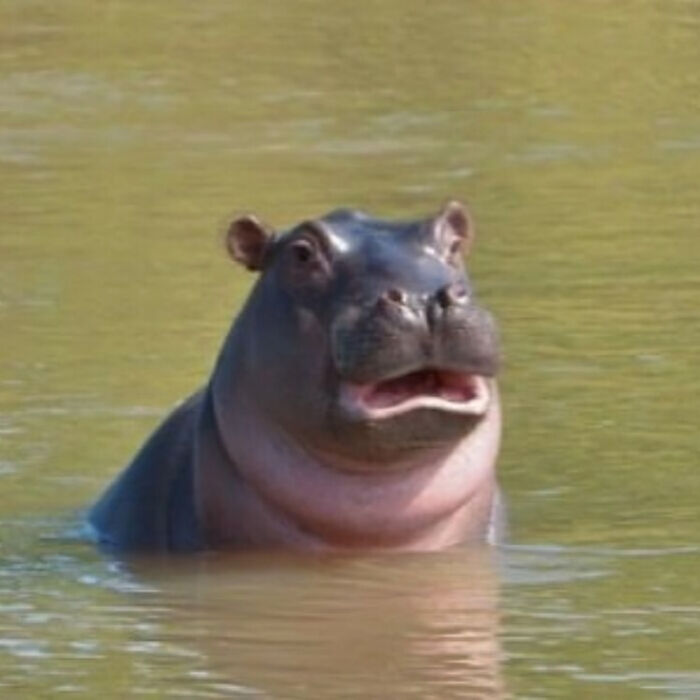 Confusing photo of a hippo with a surprised expression, emerging from water.