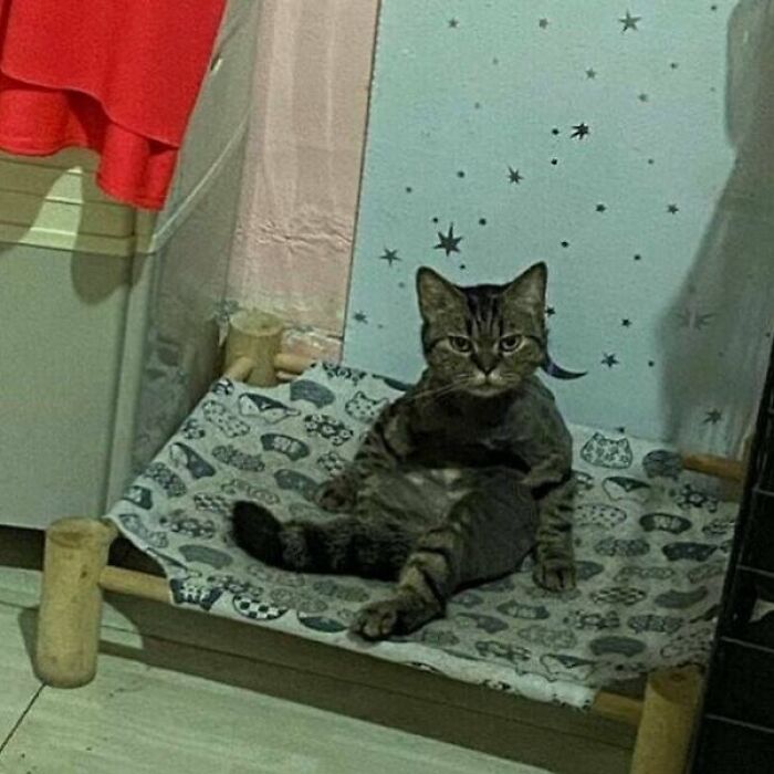 A confused cat sitting upright on a small platform with a starry background, appearing humorous without context.