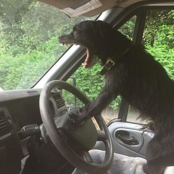 A dog humorously positioned at a van's steering wheel, appearing to drive, surrounded by greenery.