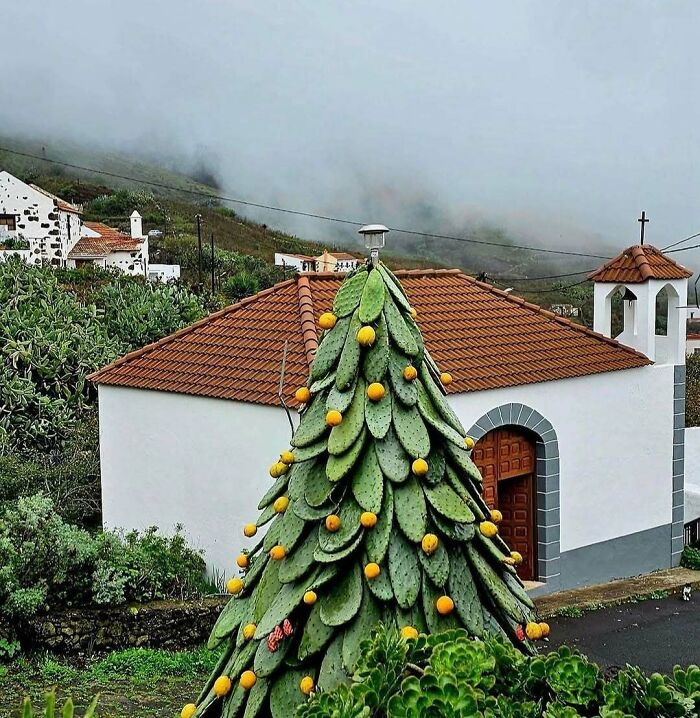 Unique garden design with a cactus shaped like a Christmas tree, adorned with oranges, in front of a house.