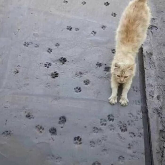 Fluffy cat stretching on wet concrete with paw prints, capturing a funny and confusing moment without context.