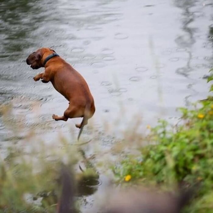 A dog leaps into water, capturing a funny and confusing moment without any context, defying gravity.