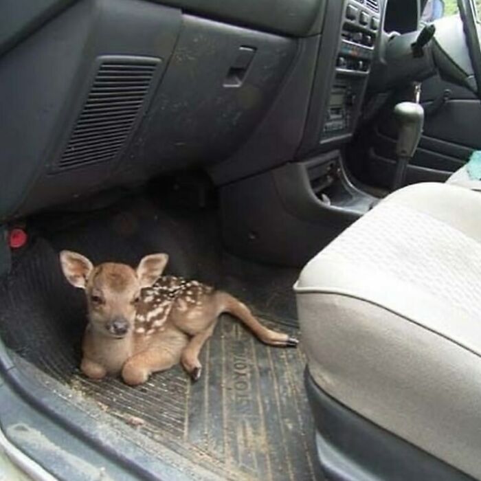 A fawn rests on the floor of a car, creating a confusing and funny scene without any context.