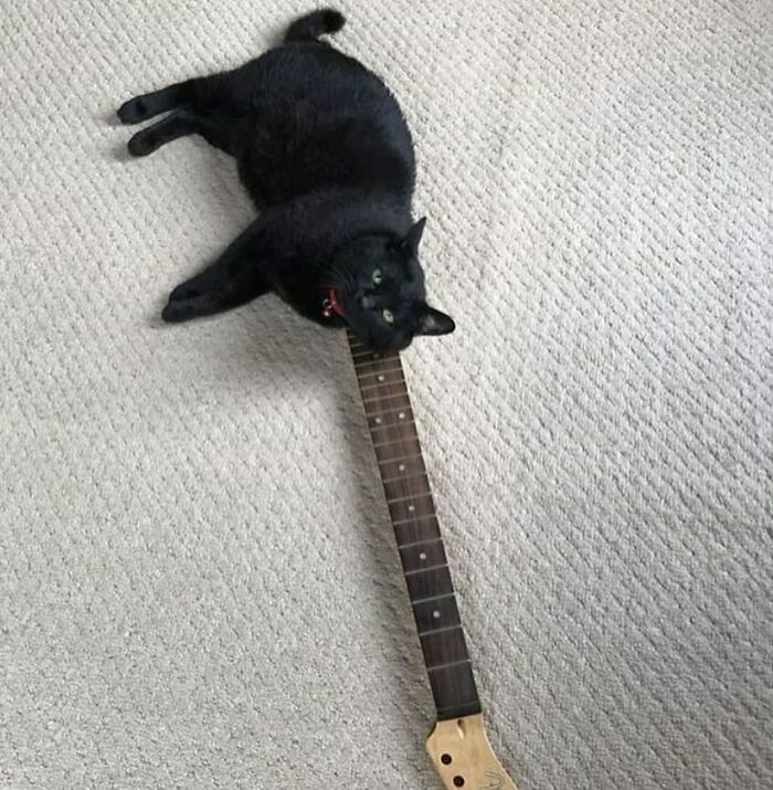 Confusing photo of a black cat lying on a guitar neck on a carpet, creating a funny optical illusion.