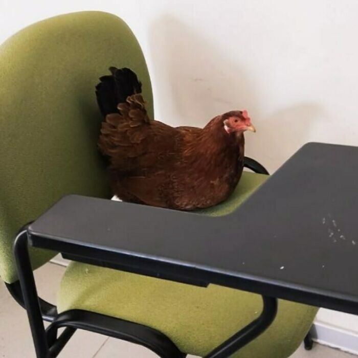 Chicken sitting on a green office chair with a desk attached, creating a funny and confusing scene without context.
