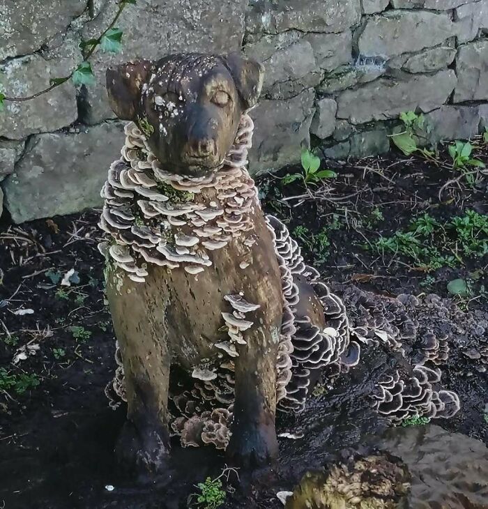 Unique garden sculpture resembling a dog, covered in layered fungi with a stone wall background.
