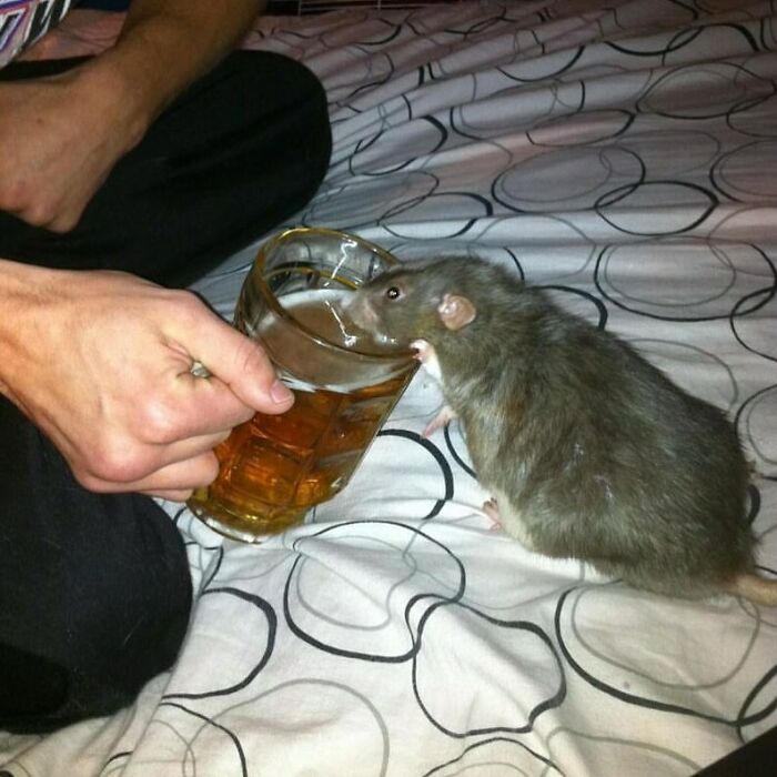 A rat drinking from a beer glass held by a person, creating a confusing and funny photo without context.