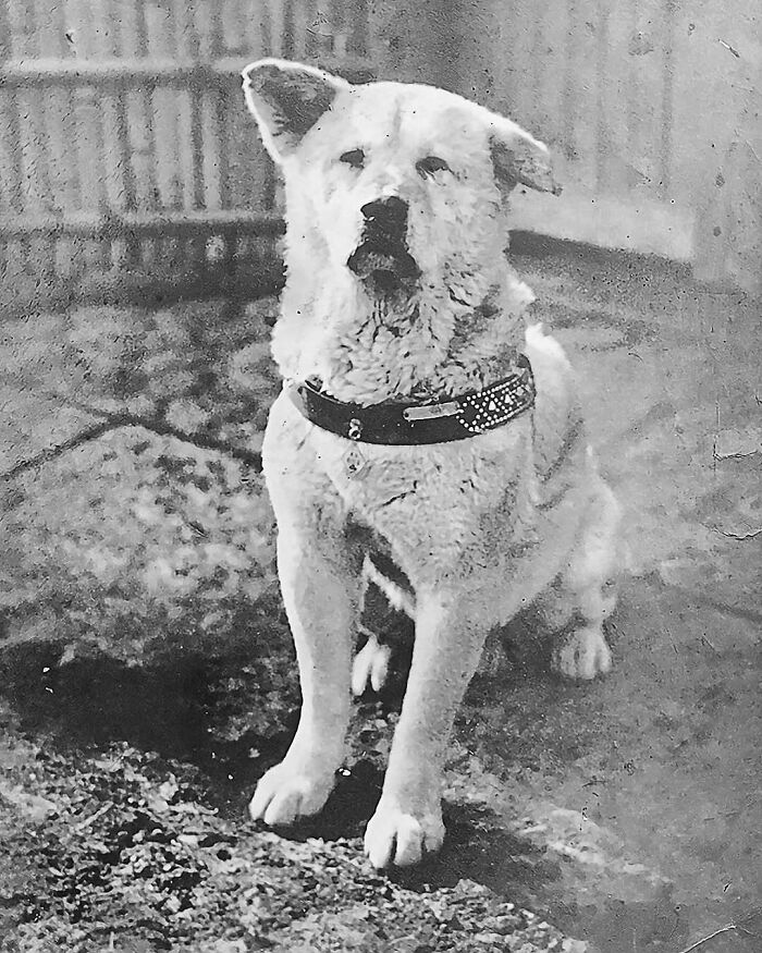 A historic dog sitting on a stone path, wearing a studded collar.