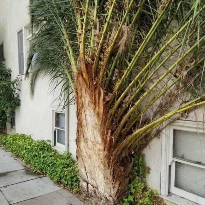 Unique garden made with a palm tree integrated into a wall, showcasing creative gardening ideas.