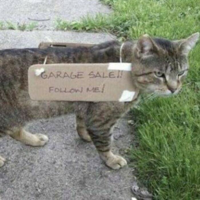 Cat with a cardboard sign reading "Garage Sale! Follow me!" taped to its side, standing on a path.