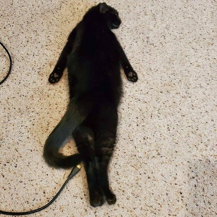 A black cat lies stretched out on a carpet, resembling a power cable. Confusing and funny image without context.
