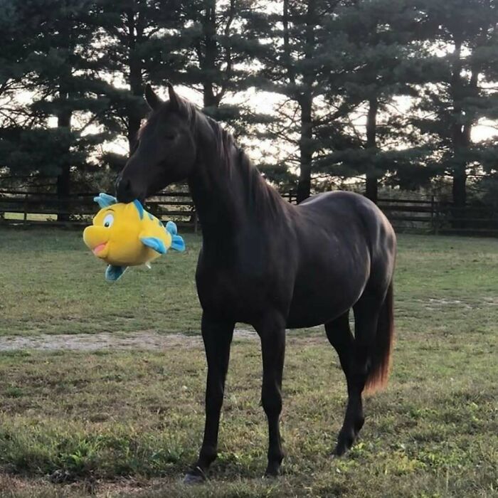 A horse holding a colorful plush toy in a grassy field, creating a confusing and funny scene without context.