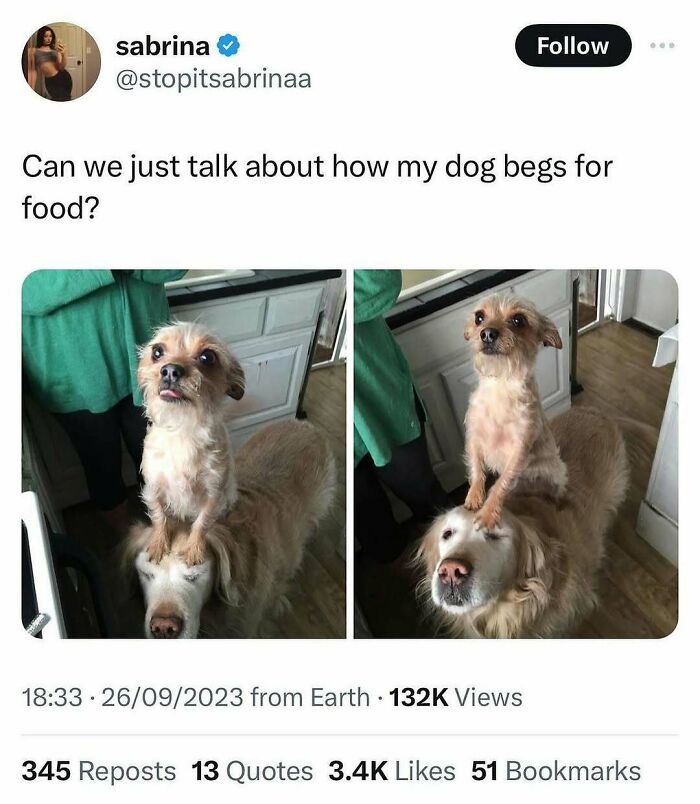 Funny-Relatable-Ig-Animal-Memes