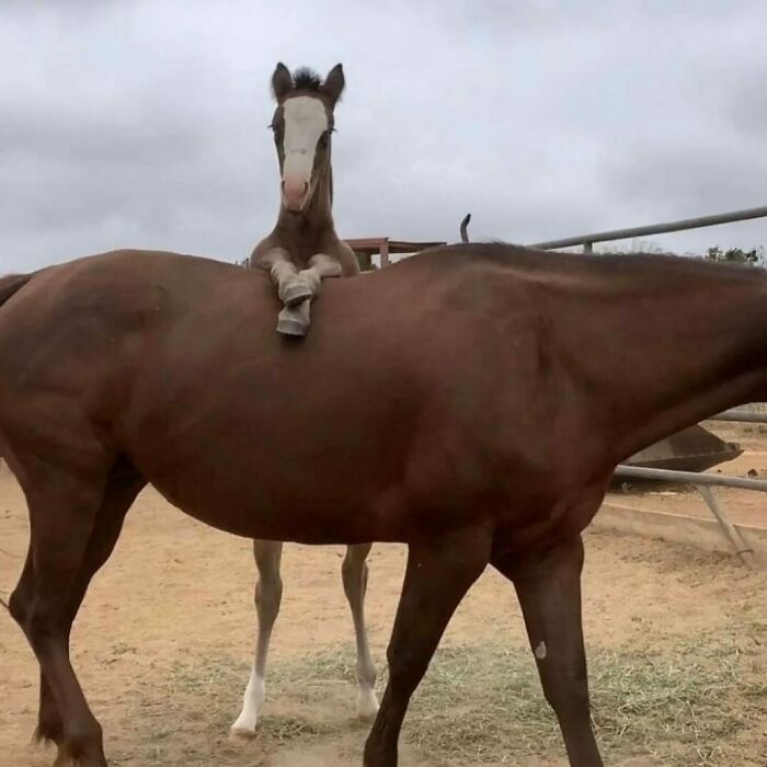 Young foal sitting humorously on another horse's back, showcasing a confusing and funny moment without context.