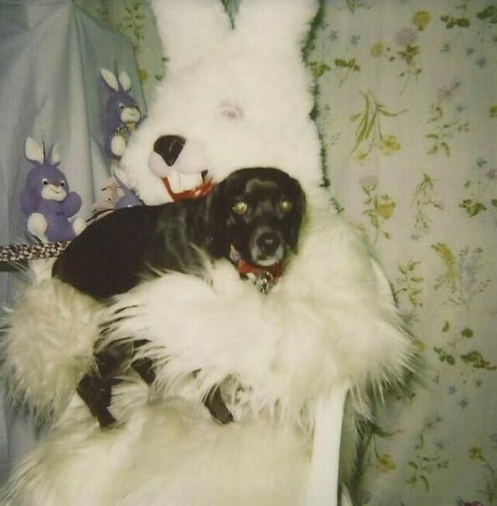 Confusing and funny photo of a black dog being held by a person in a white rabbit costume.