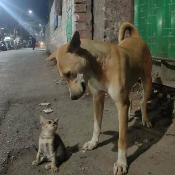 Dog and kitten staring at each other on a street at night, capturing a funny and confusing moment.