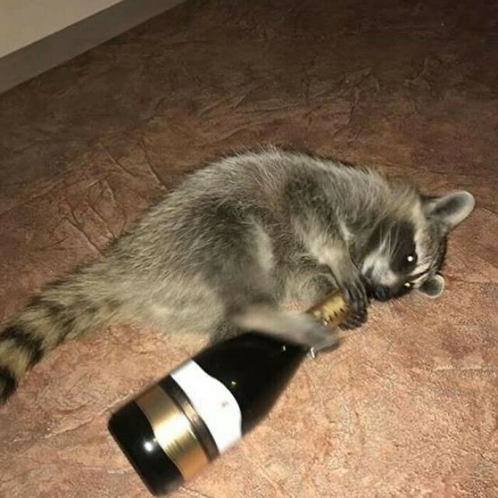 Raccoon playfully holding a large bottle on the floor, showcasing a funny and confusing moment.