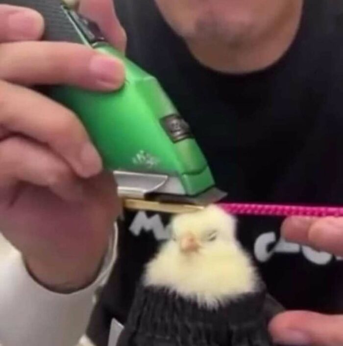 A chick in a sweater being playfully groomed with hair clippers, creating a funny and confusing scene.
