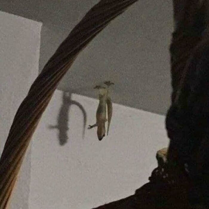 A gecko hanging upside down on the ceiling, casting a shadow, creating a confusing and funny photo.