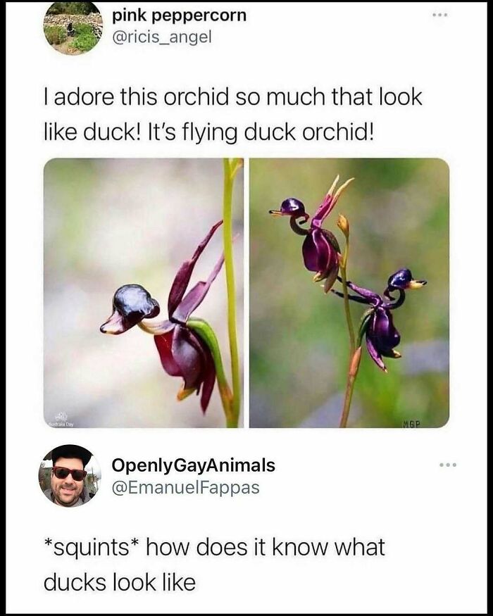 Funny-Relatable-Ig-Animal-Memes