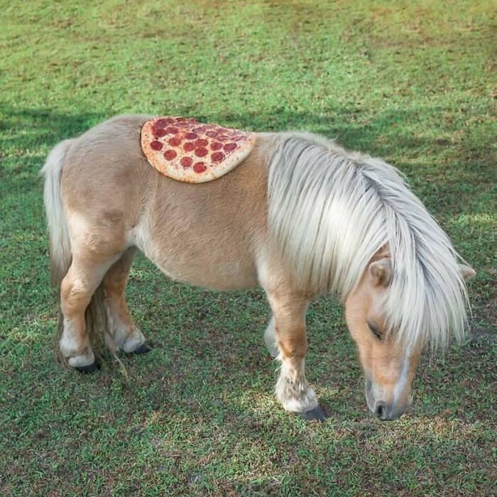 A small pony with a pepperoni pizza on its back stands on grass, presenting a confusing and funny photo without context.