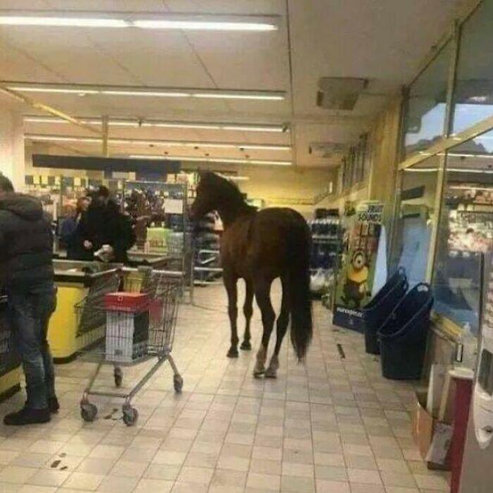 Horse standing in a supermarket aisle near the checkout, creating a confusing and funny scene without context.