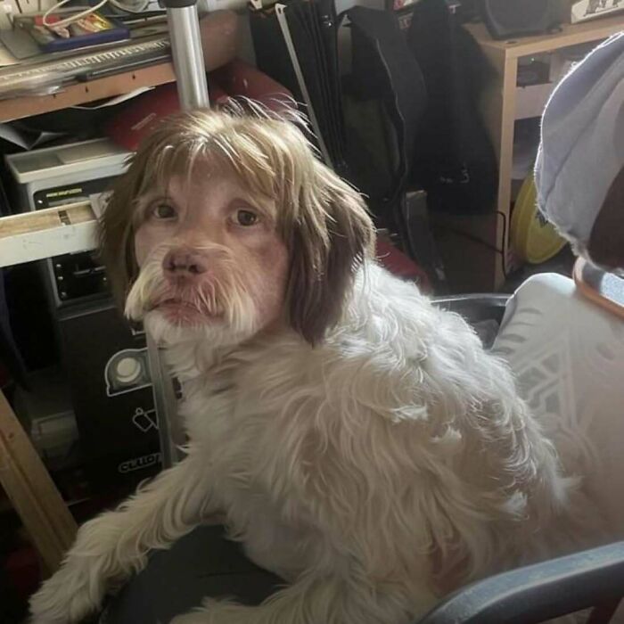 A dog with a human-like face and hairstyle sitting in a cluttered room, creating a funny and confusing image.
