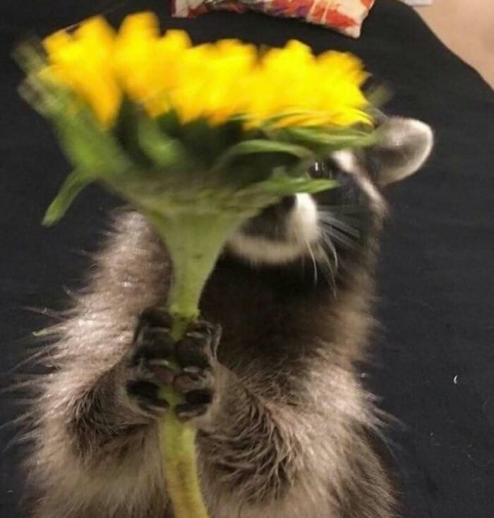 A raccoon awkwardly holding a large sunflower, creating a funny and confusing scene without any context.