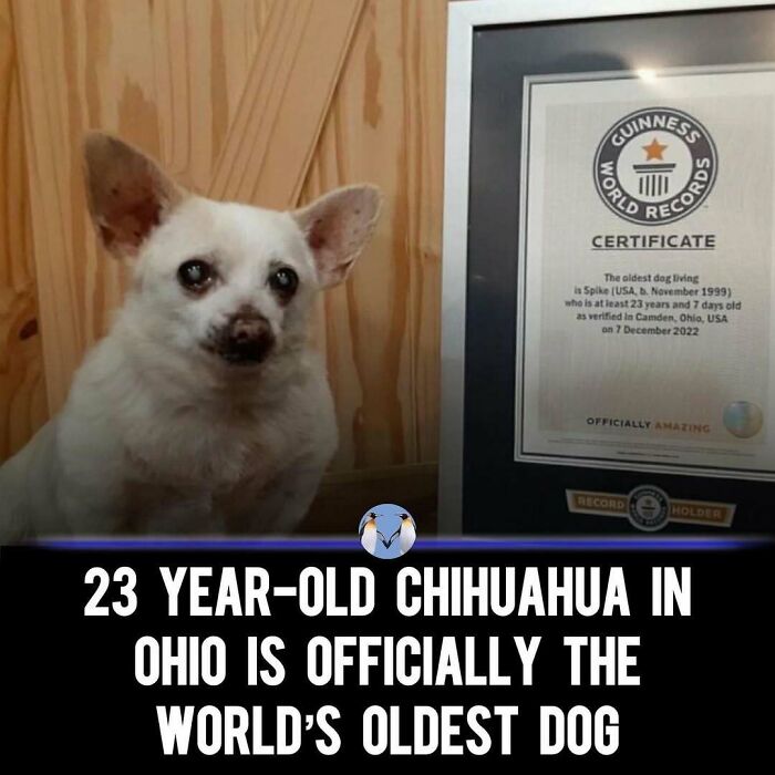 Funny-Relatable-Ig-Animal-Memes