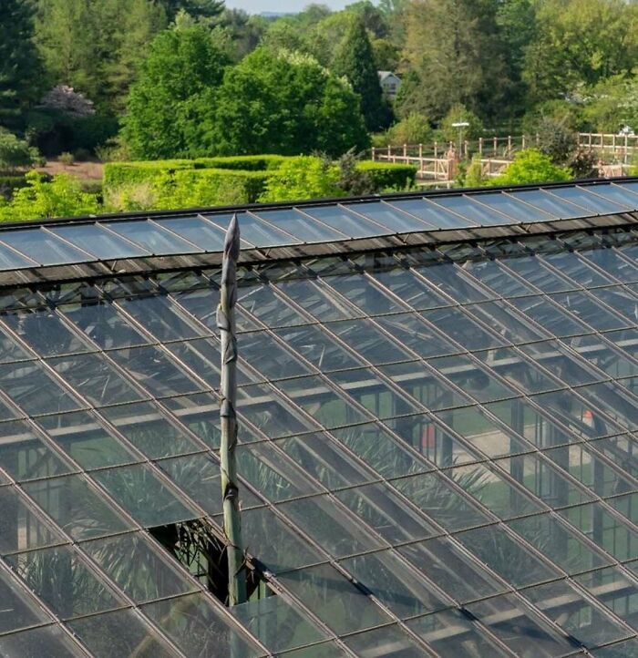 Unique garden with a giant asparagus spear piercing through a greenhouse roof.