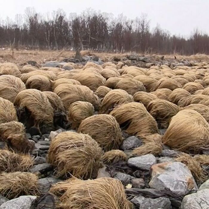 Unique garden design with dry grass clumps resembling animal shapes on rocky ground.