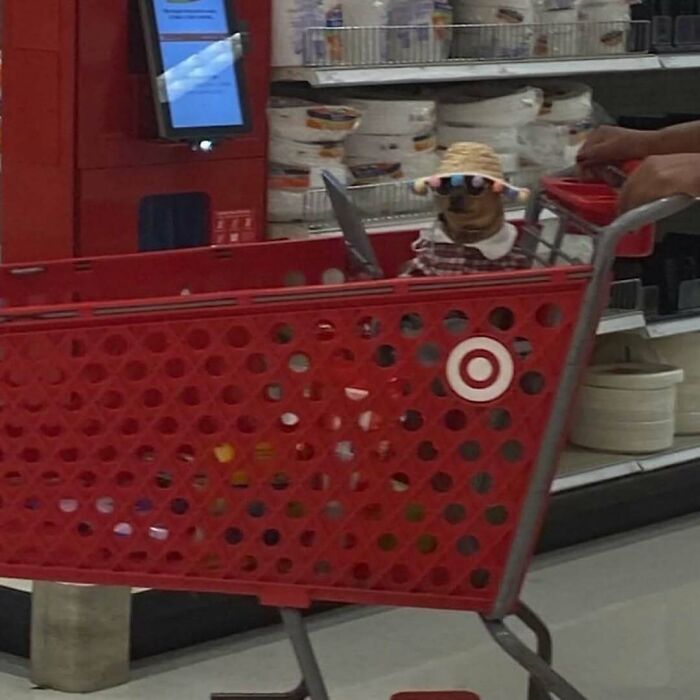 Dog in a shopping cart wearing sunglasses and a straw hat, creating a funny photo without context.