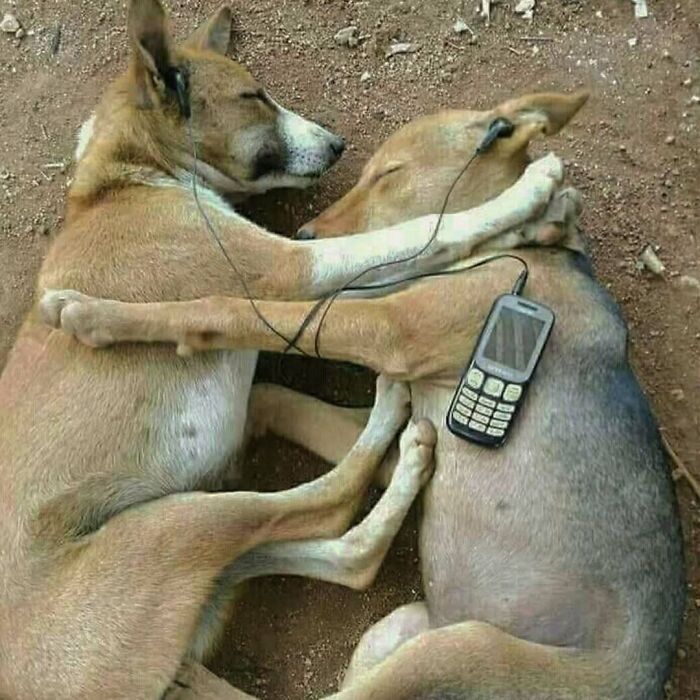 Two dogs cuddling with a phone and earphones, creating a funny, confusing scene without any context.