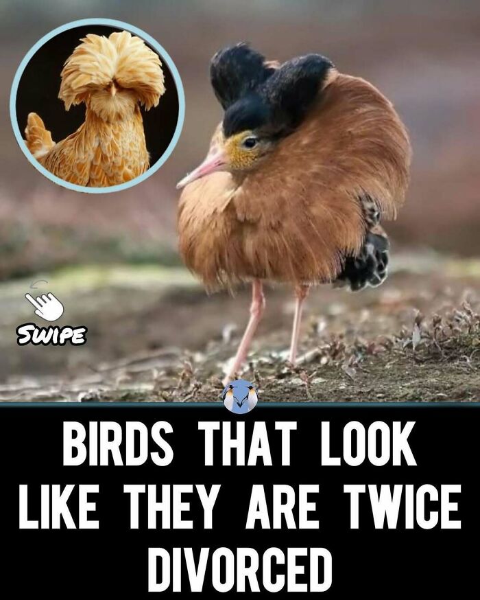 Funny-Relatable-Ig-Animal-Memes