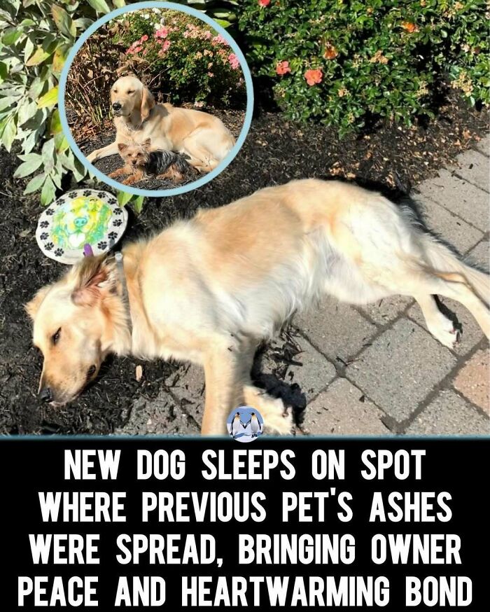 Funny-Relatable-Ig-Animal-Memes