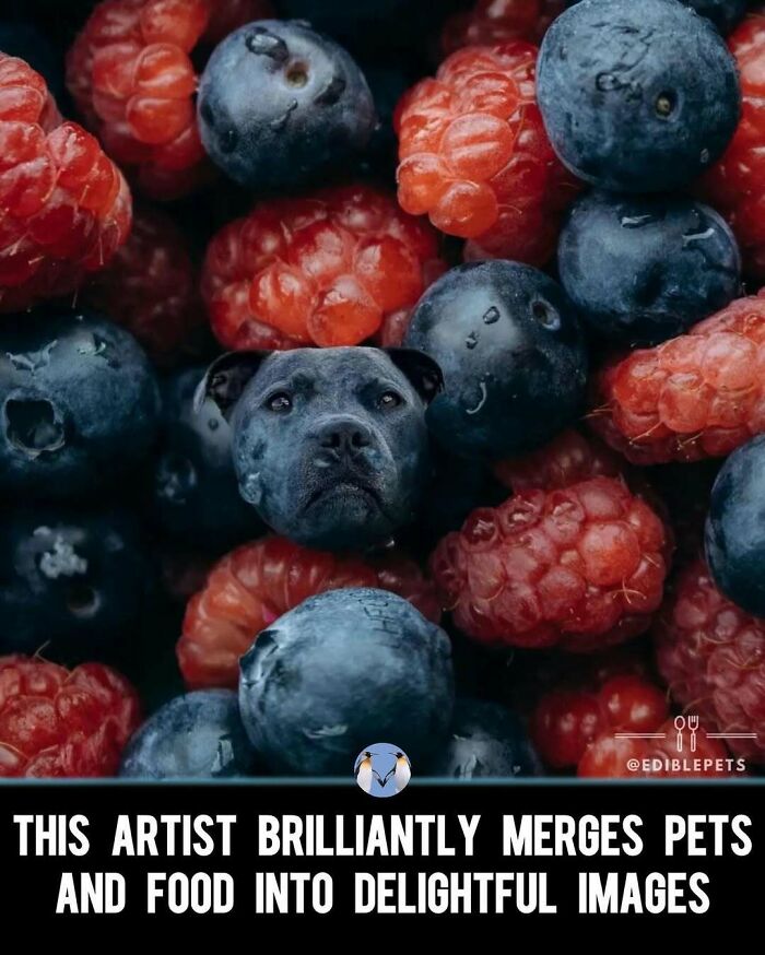 Funny-Relatable-Ig-Animal-Memes