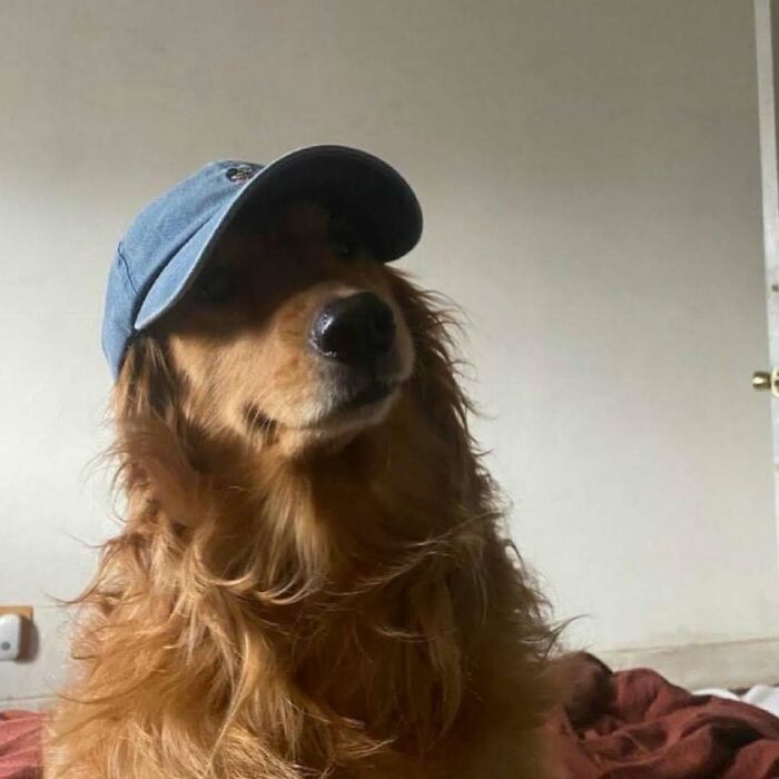 Dog wearing a blue hat indoors, creating a funny and confusing scene.