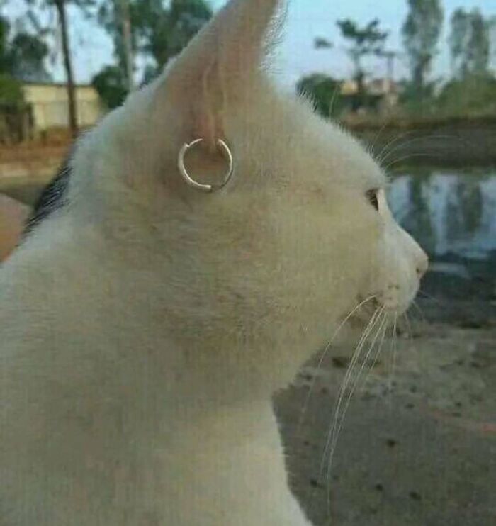 White cat with an earring in its ear, looking confused outdoors.