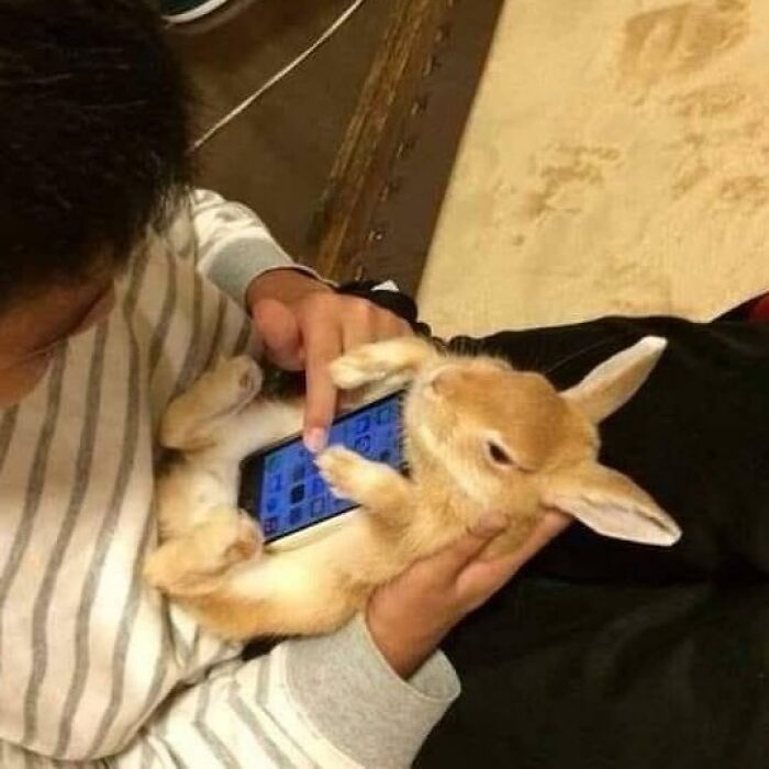 A funny photo of a bunny using a smartphone while sitting on someone's lap.